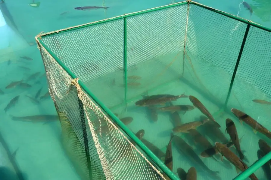 fish in cage