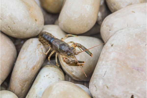 Baby Crawfish on rocks