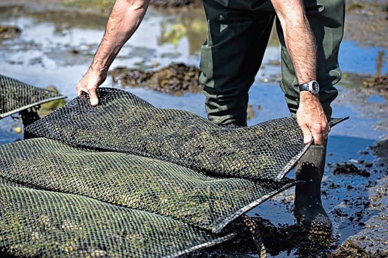 How Do You Farm Oysters (Ultimate Guide To Oyster Farming)