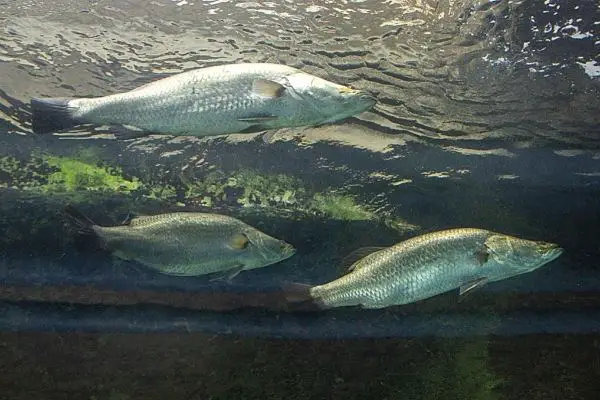 Three barramundi fish swimming