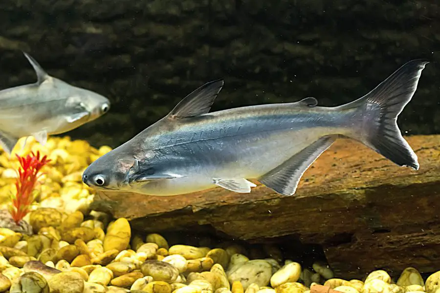 Basa Fish in Pond